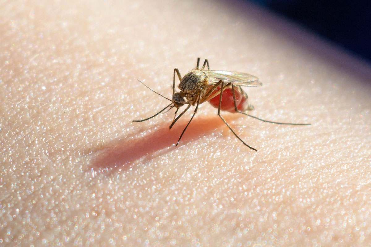 aedes-1