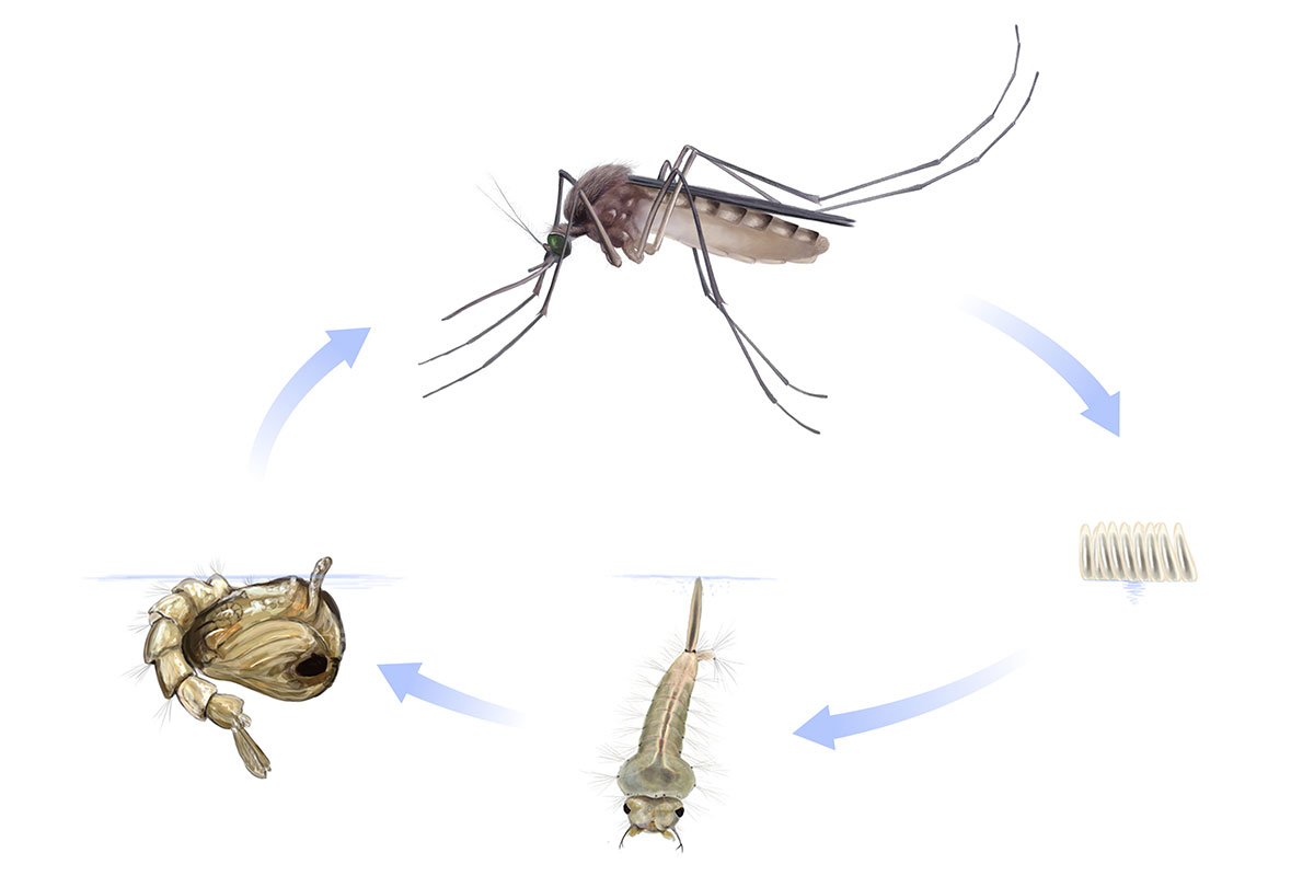 aedes-3