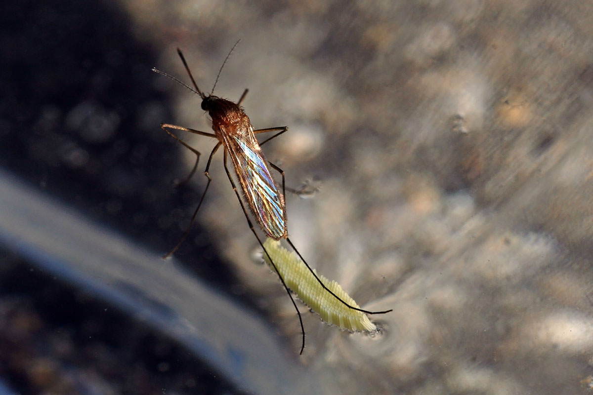 aedes-4